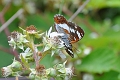 white admiral butterfly-3